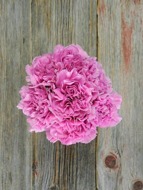 FARIDA LIGHT FUCHSIA CARNATIONS